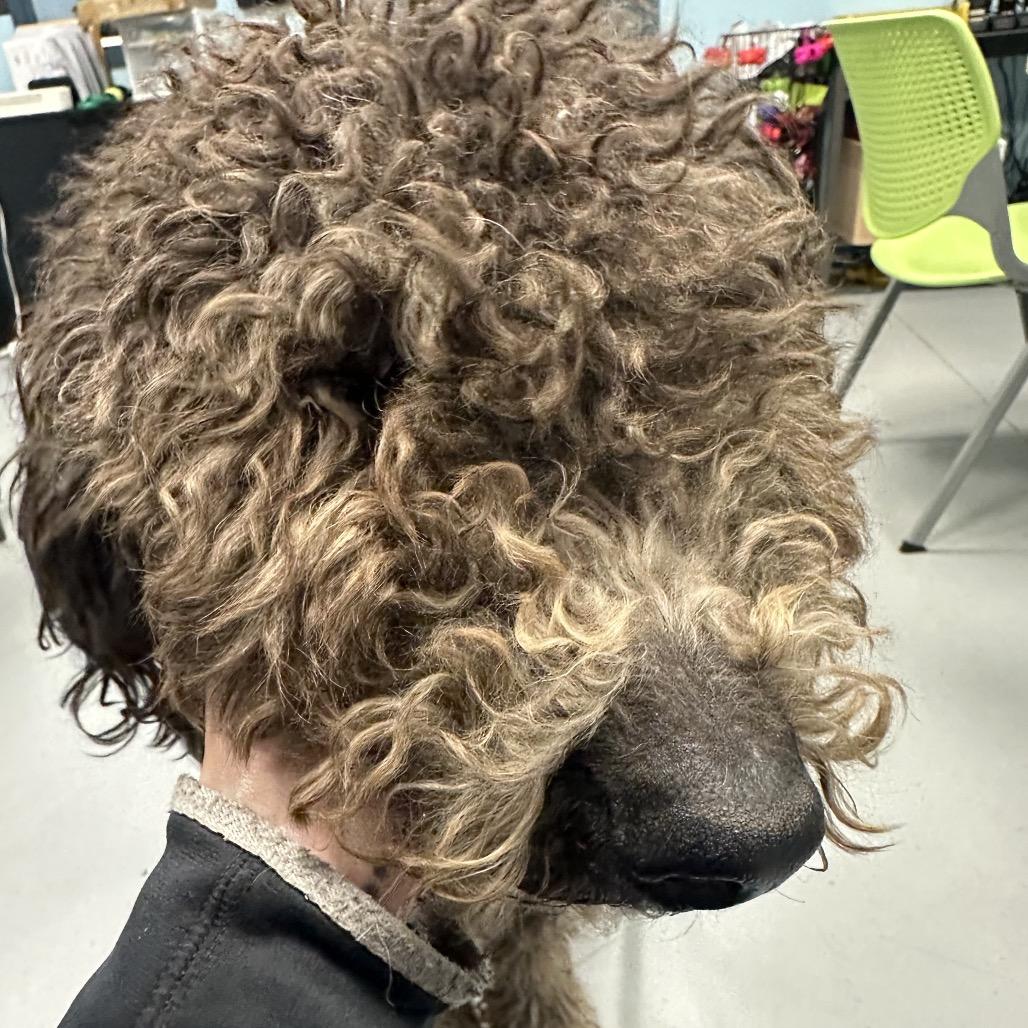 Enlarge Nutmeg, a Adoptable mixed breed in West Chester, PA image 6/6