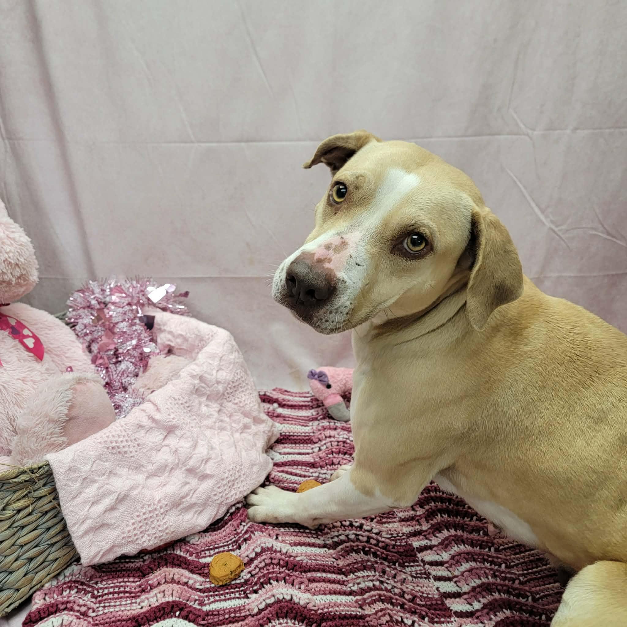 Brie, a ADOPTABLE mixed breed in Statesboro, GA image 2/6