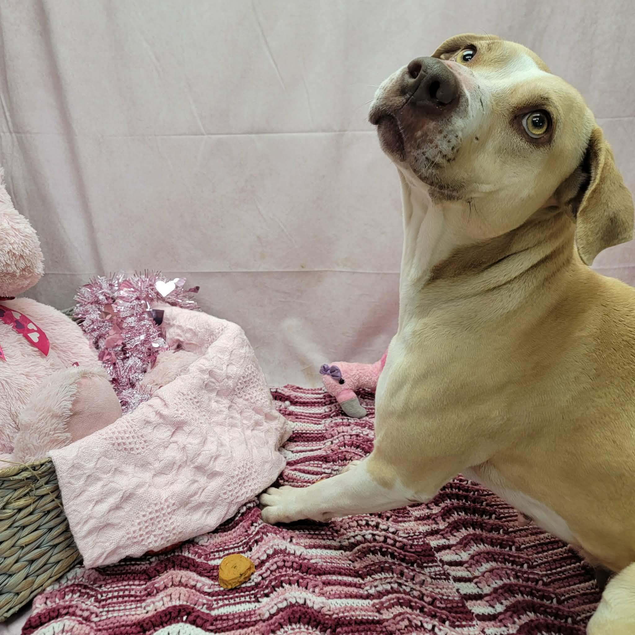 Brie, a ADOPTABLE mixed breed in Statesboro, GA image 6/6