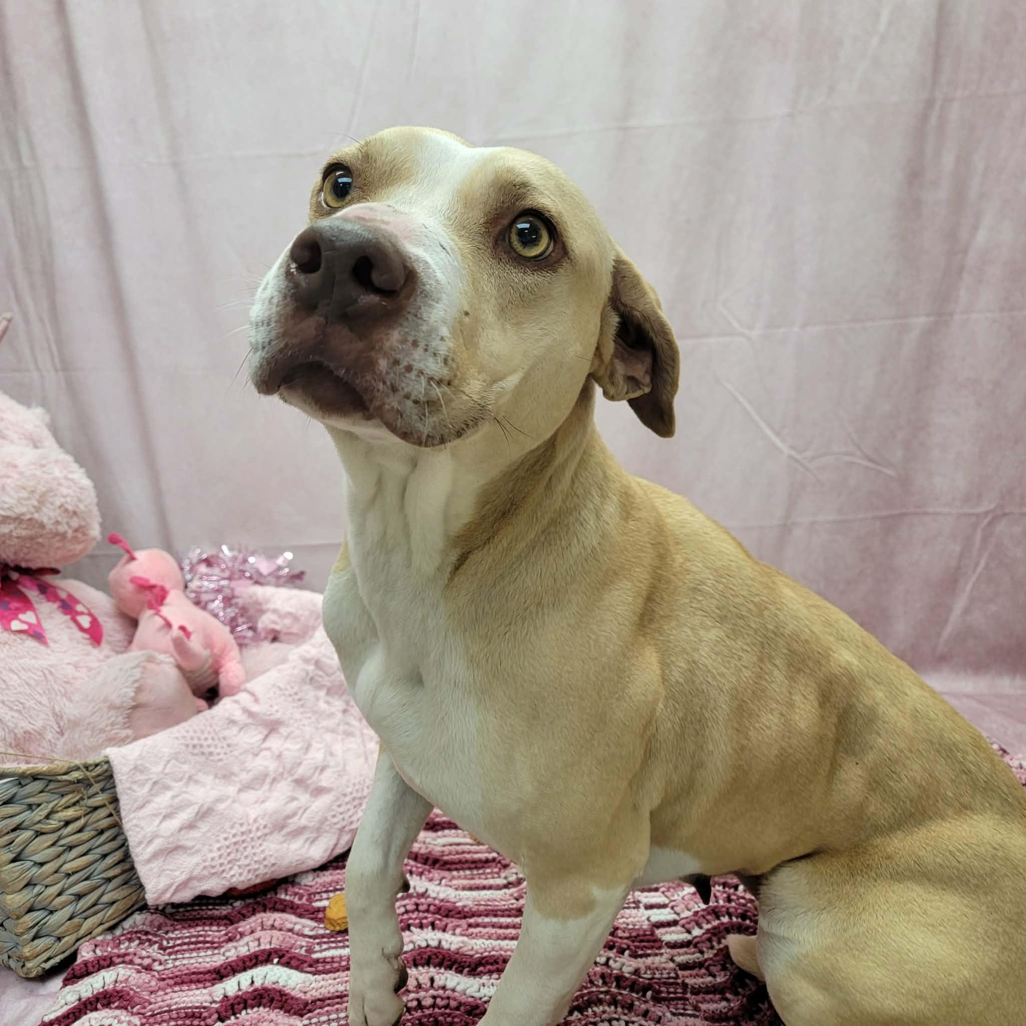 Brie, a ADOPTABLE mixed breed in Statesboro, GA image 4/6