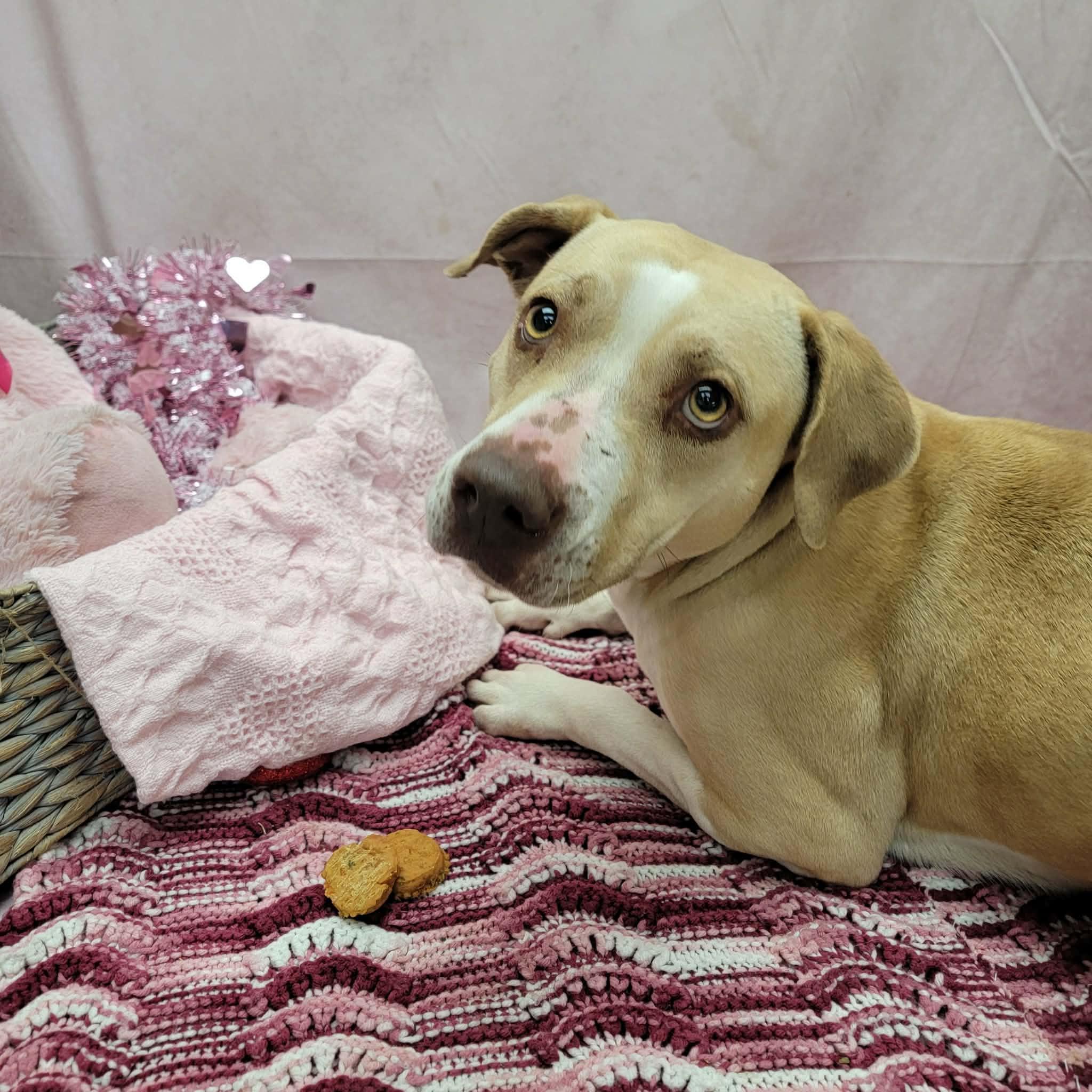 Brie, ADOPTABLE, Adult Female Pit Bull Terrier & Mixed Breed.