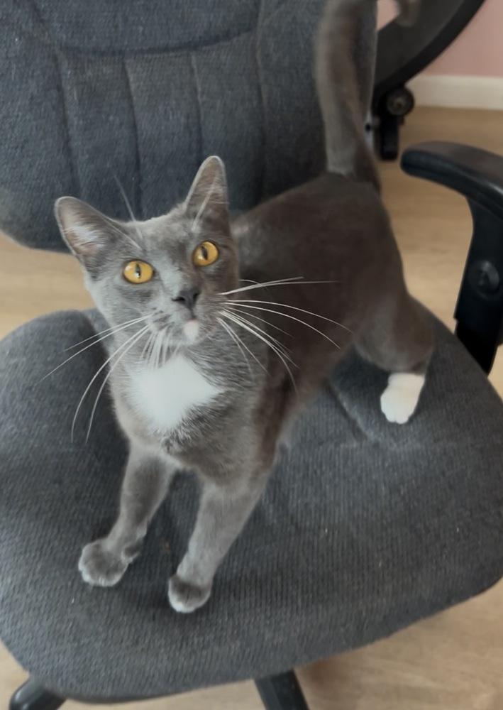 Ashley, Adoptable, Young Female Domestic Short Hair.