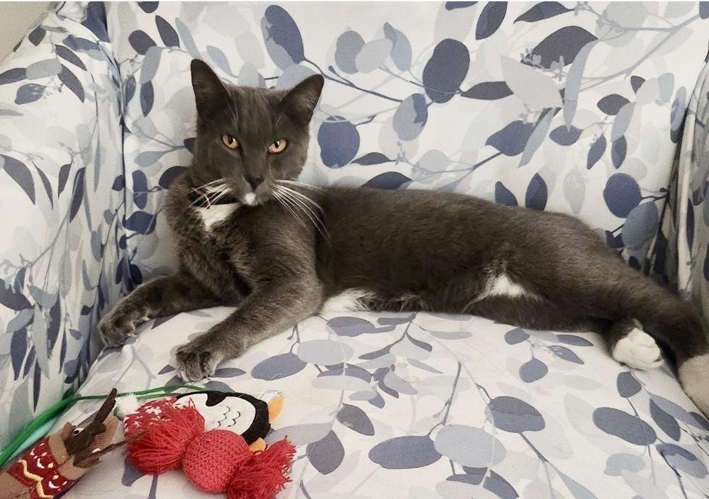 Ashley, Adoptable, Young Female Domestic Short Hair.