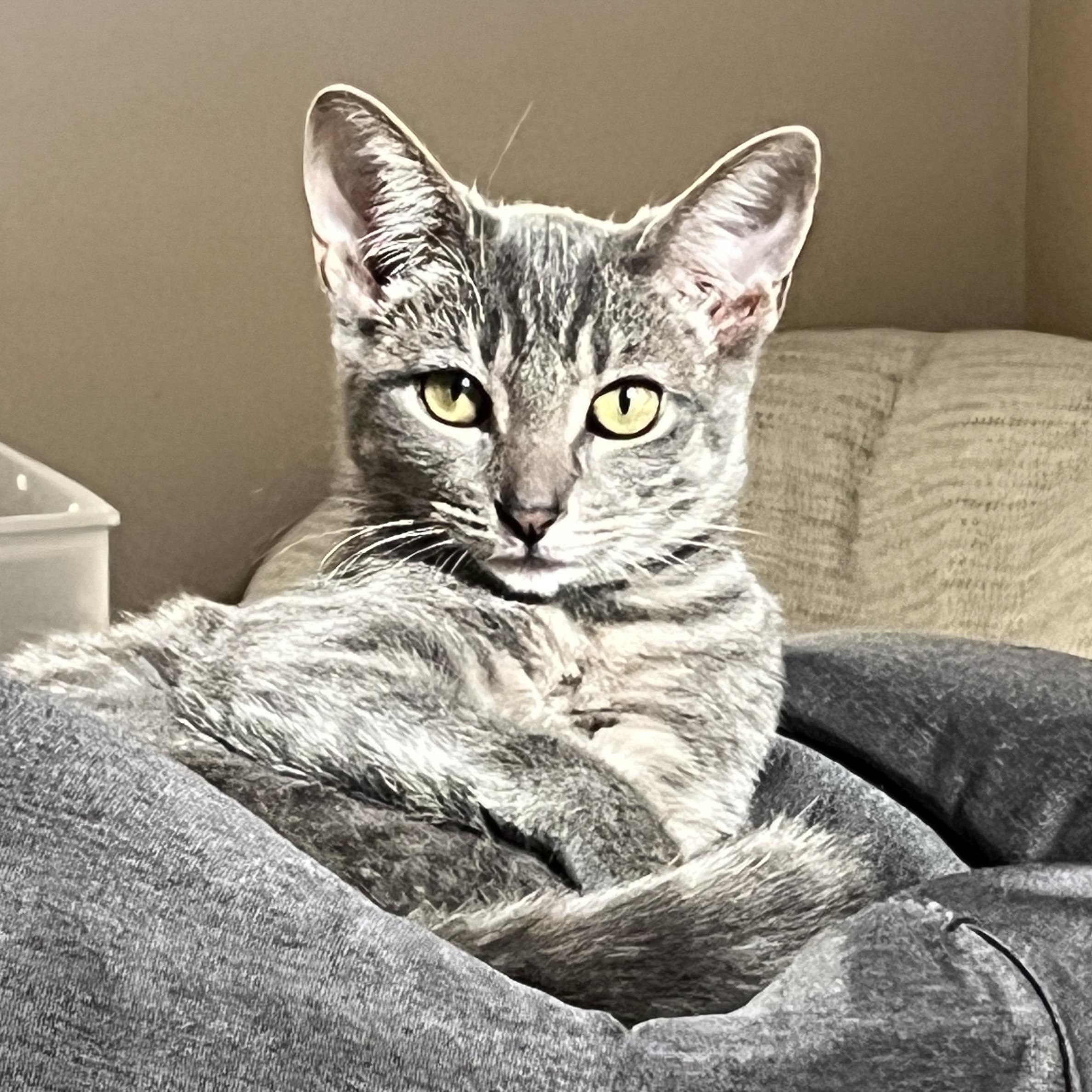 Kylo Ren, a Adoptable mixed breed in Phoenix , AZ image 1/4