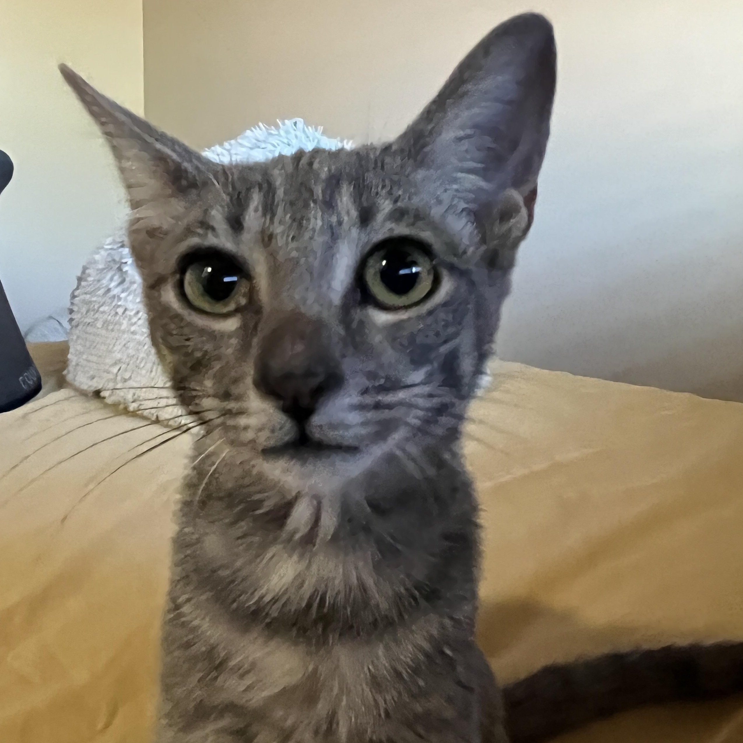 Kylo Ren, a Adoptable mixed breed in Phoenix , AZ image 3/4