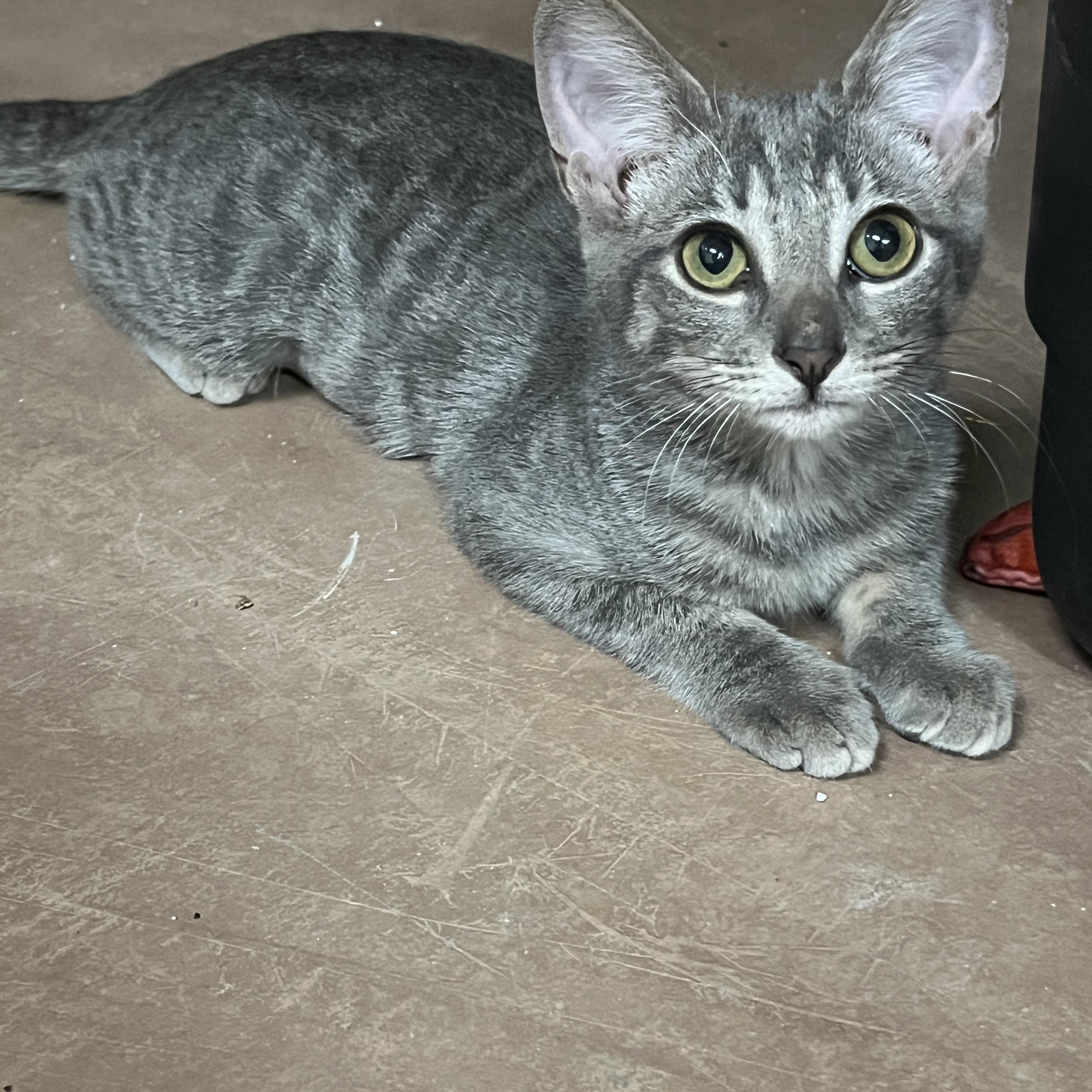 Kylo Ren, Adoptable, Young Female Tabby.