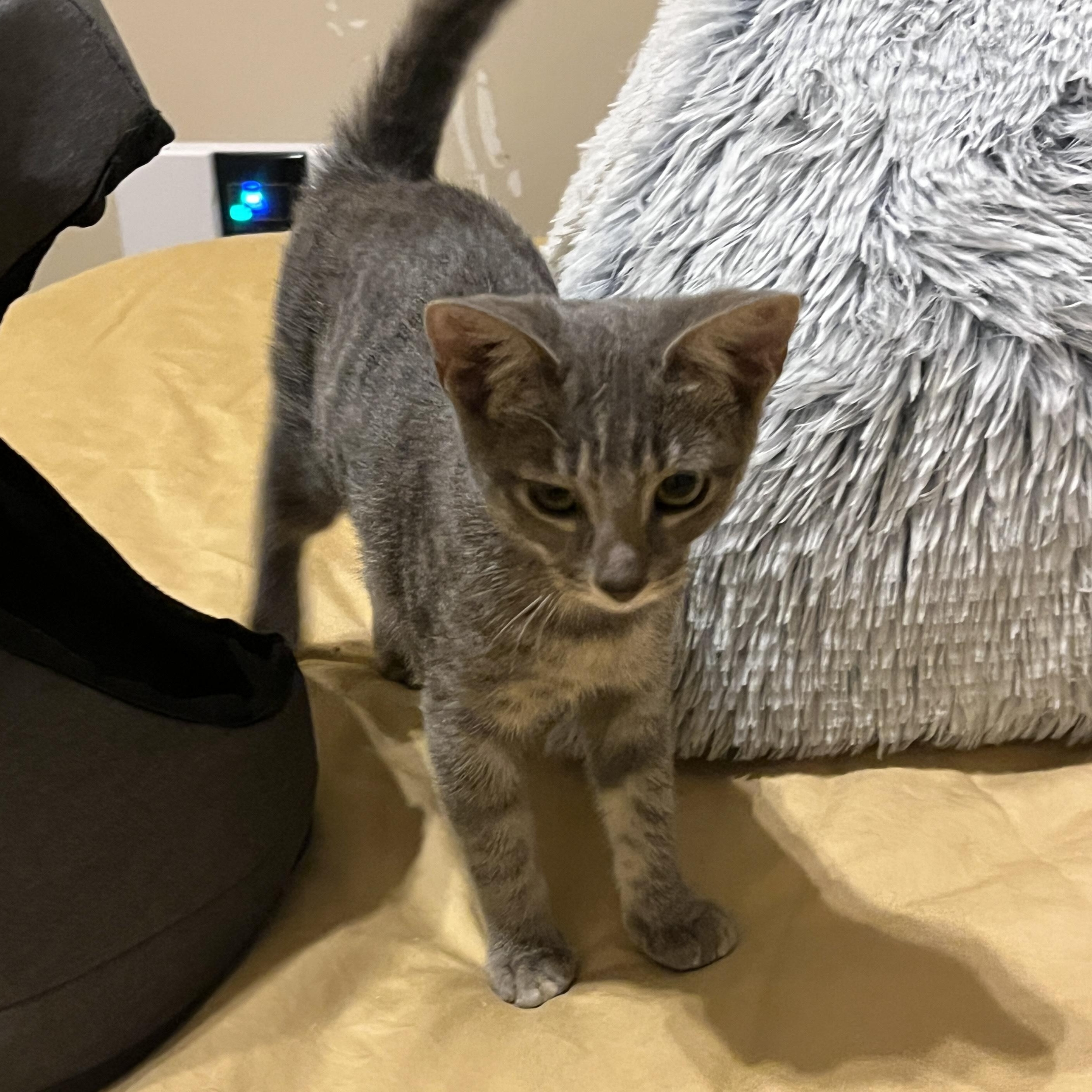 Kylo Ren, a Adoptable mixed breed in Phoenix , AZ image 4/4