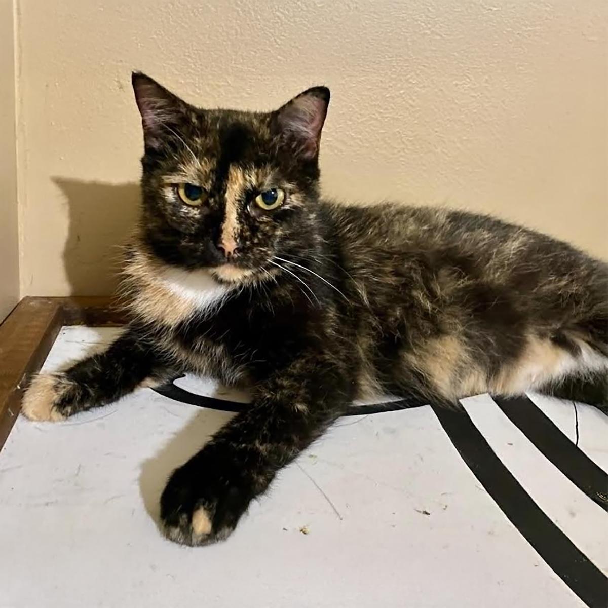 Enlarge Cleo M, a Adoptable mixed breed in Somerset, KY image 2/2