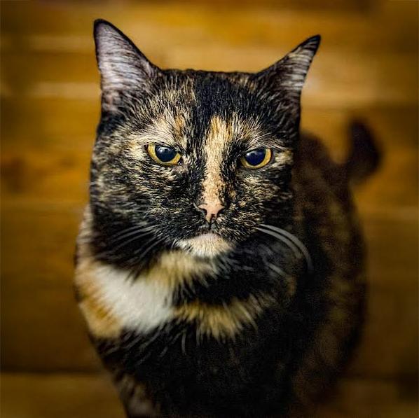 Enlarge Cleo M, a Adoptable mixed breed in Somerset, KY image 1/2