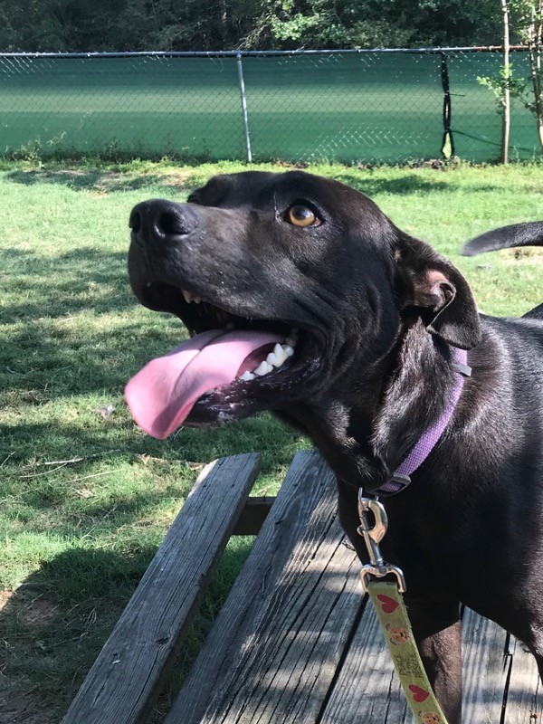 Jeffrey, Adoptable, Young Male Labrador Retriever.