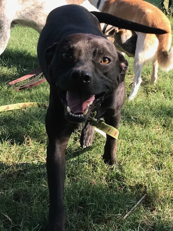 Jeffrey, a Adoptable mixed breed in Sheridan, TX image 2/12
