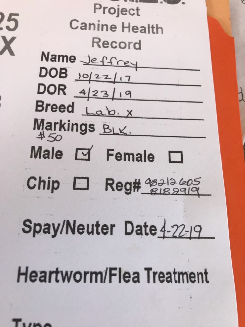 Jeffrey, a Adoptable mixed breed in Sheridan, TX image 4/12