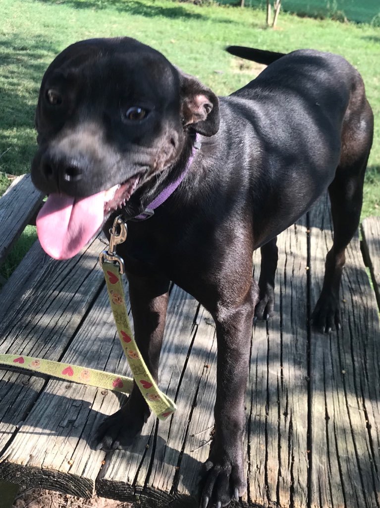 Jeffrey, a Adoptable mixed breed in Sheridan, TX image 5/12