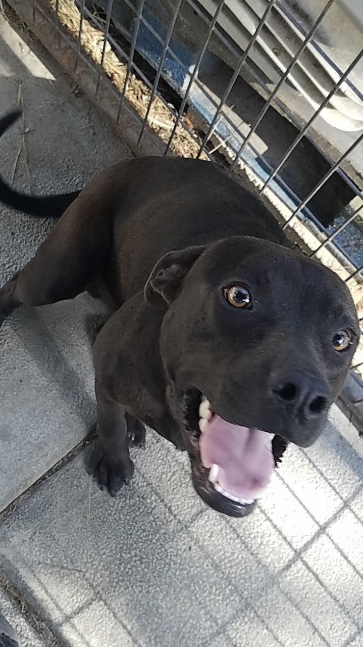 Jeffrey, Adoptable, Young Male Labrador Retriever.