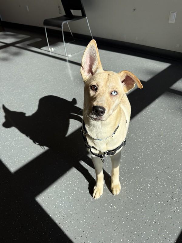 Enlarge Amber, a ADOPTABLE mixed breed in Truckee, CA image 2/4