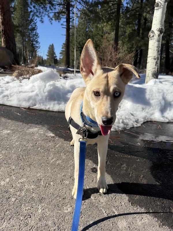 Enlarge Amber, a ADOPTABLE mixed breed in Truckee, CA image 3/4