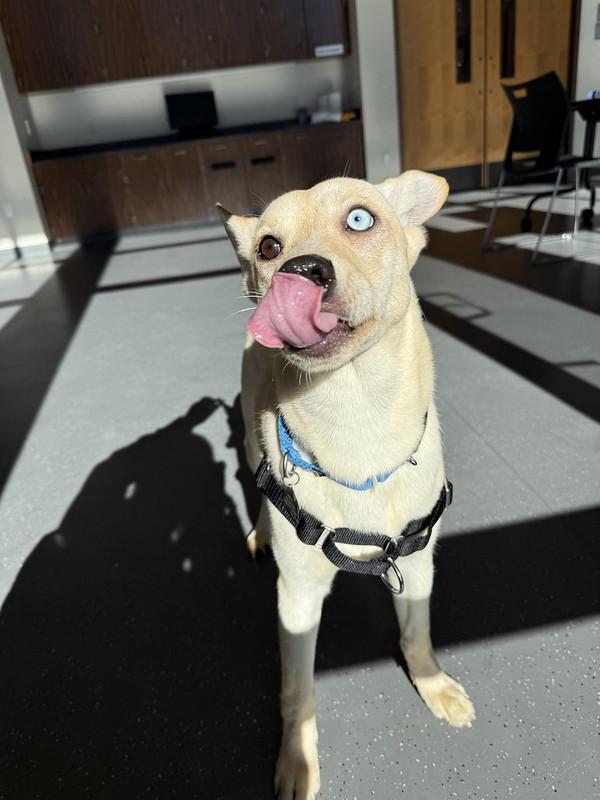 Amber, ADOPTABLE, Young Female Mixed Breed.