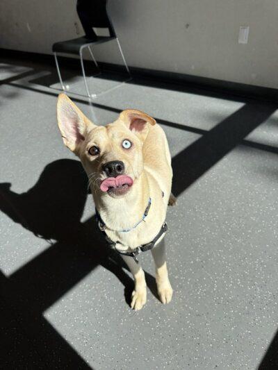 Enlarge Amber, a ADOPTABLE mixed breed in Truckee, CA image 4/4