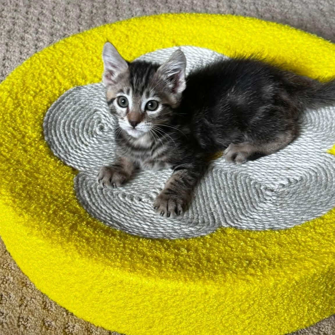 Valentina, Adoptable, Kitten Female Domestic Short Hair & Tabby.