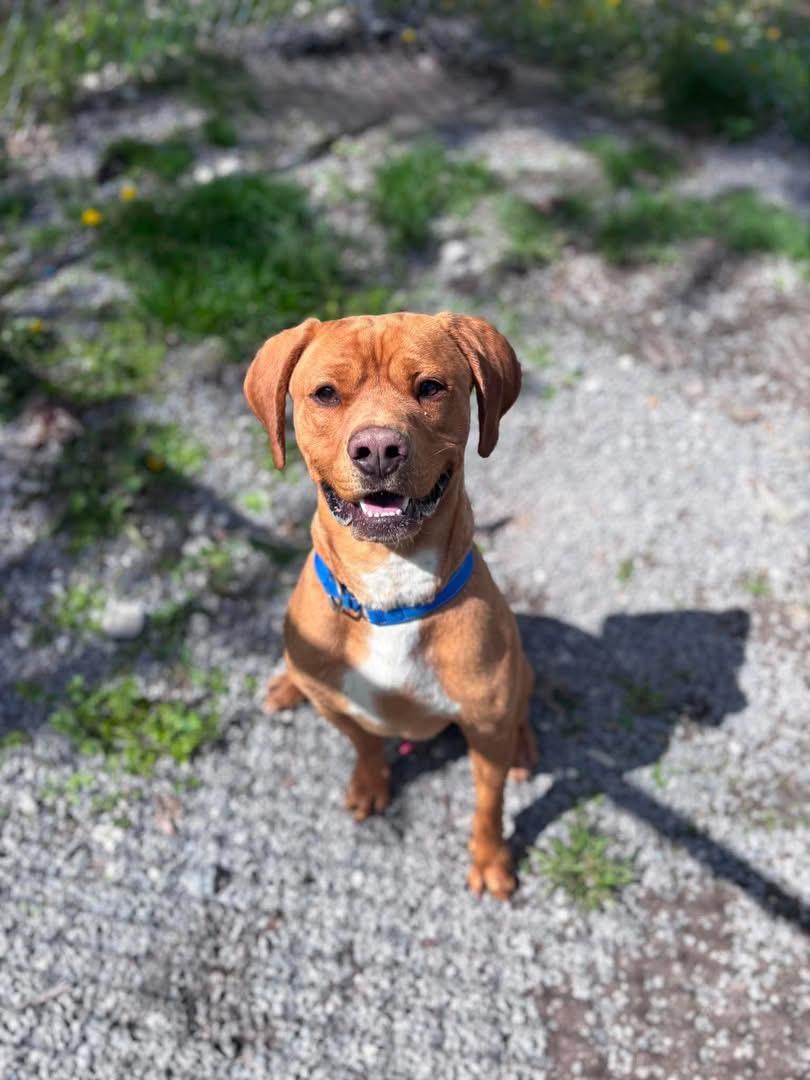 Enlarge Max , a ADOPTABLE mixed breed in Howes Cave, NY image 3/4