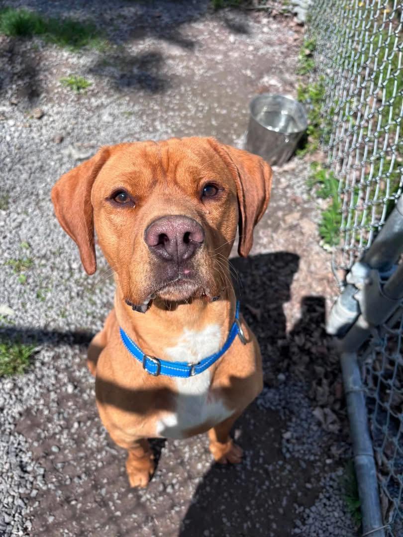 Max , ADOPTABLE, Adult Male Vizsla.