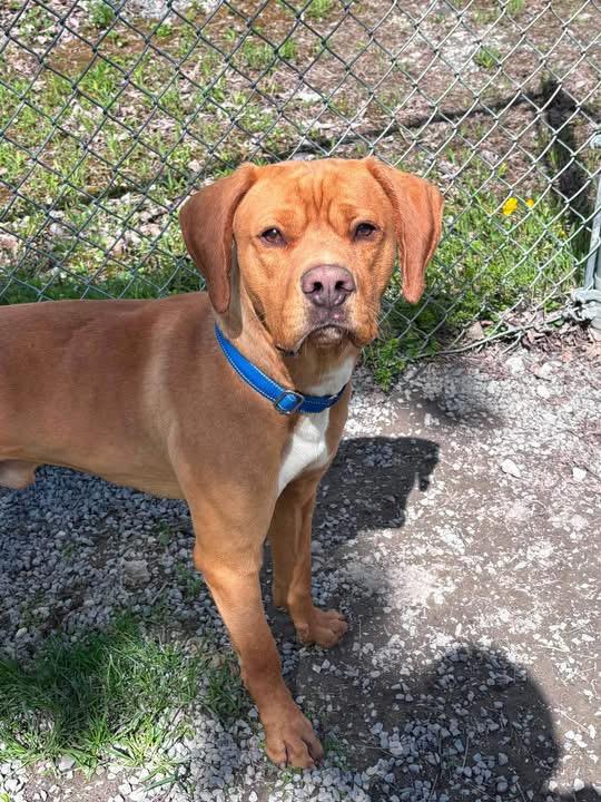 Enlarge Max , a ADOPTABLE mixed breed in Howes Cave, NY image 4/4