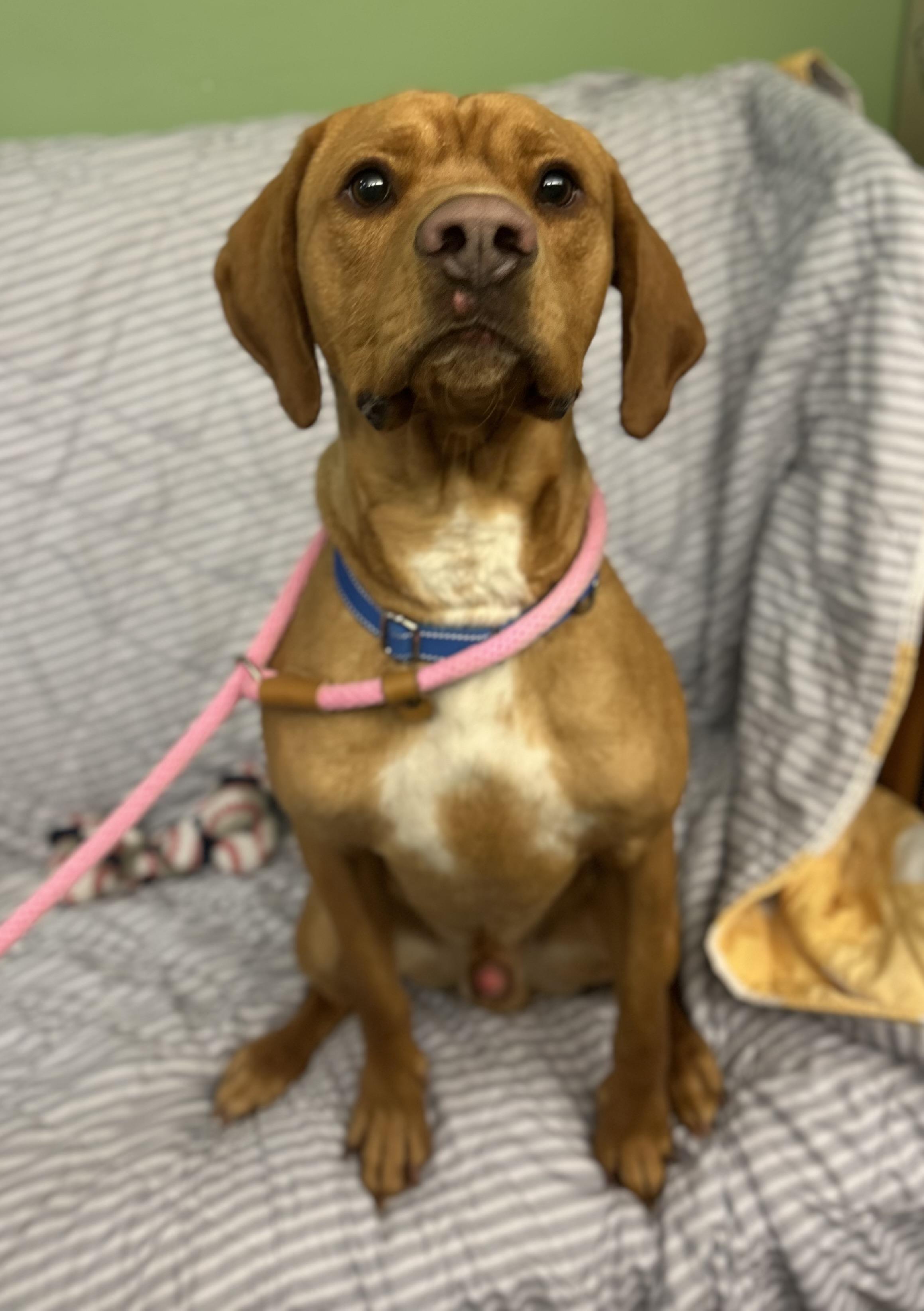 Enlarge Max , a ADOPTABLE mixed breed in Howes Cave, NY image 2/3