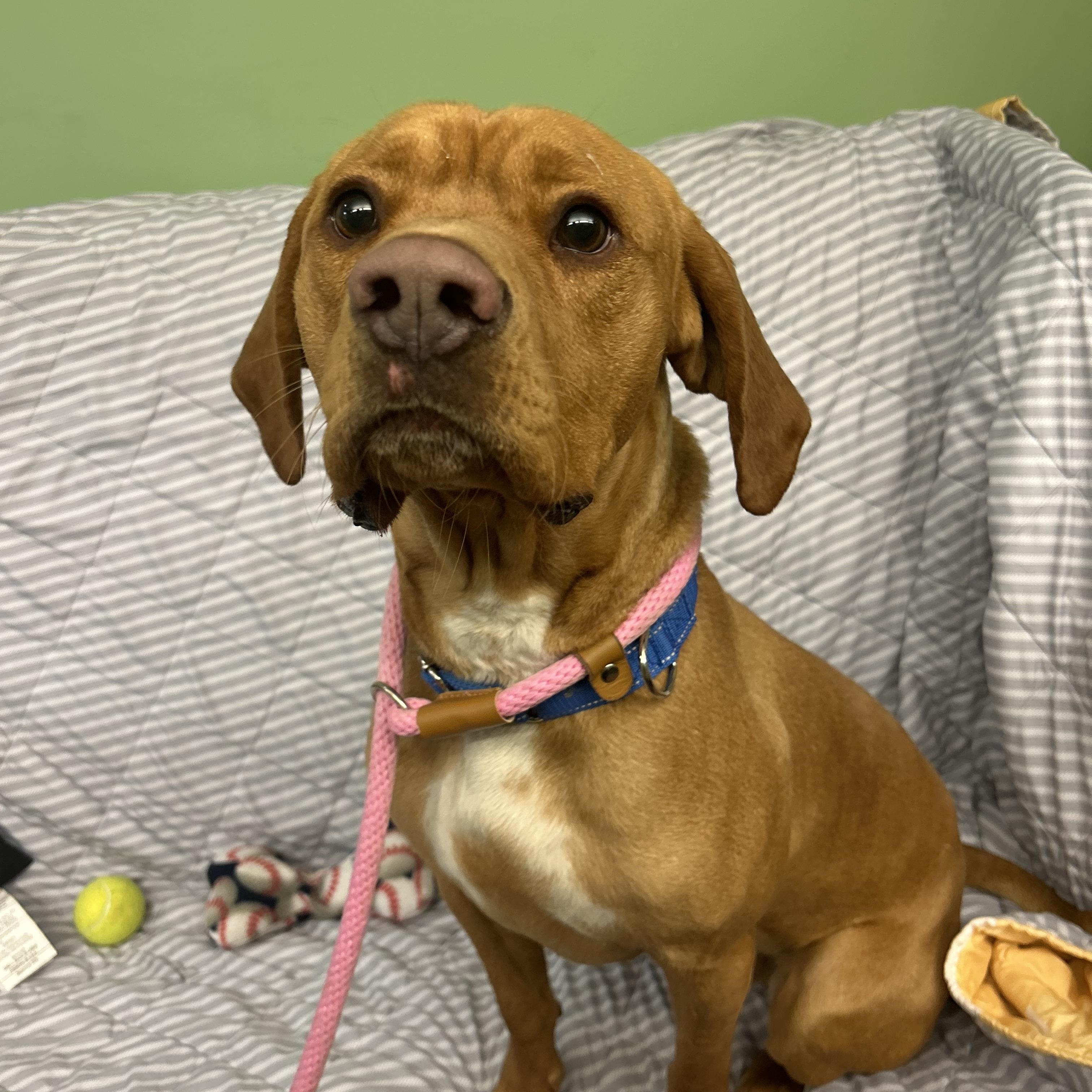 Enlarge Max , a ADOPTABLE mixed breed in Howes Cave, NY image 3/3