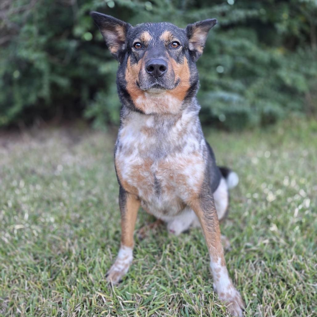 Pickleball — thumbnail 6