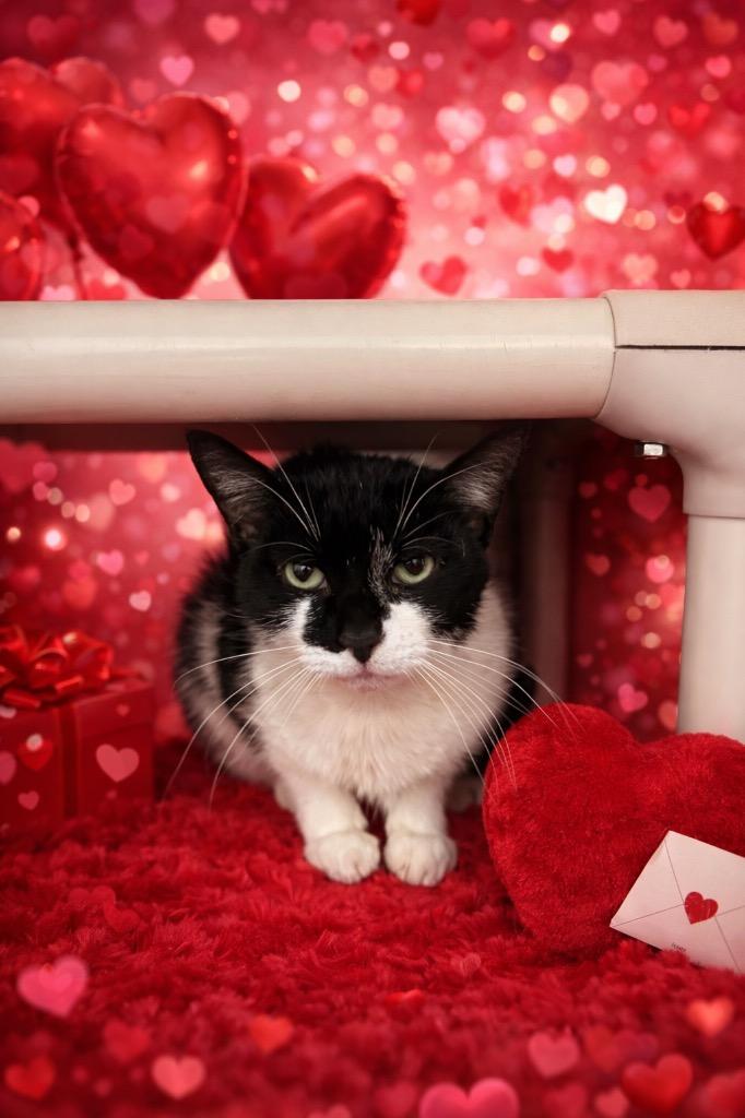 Enlarge Oreo, a Adoptable mixed breed in Detroit, MI image 1/2