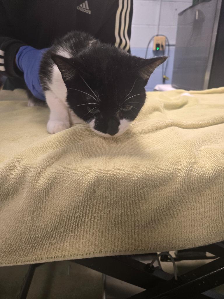 Enlarge Oreo, a Adoptable mixed breed in Detroit, MI image 2/2