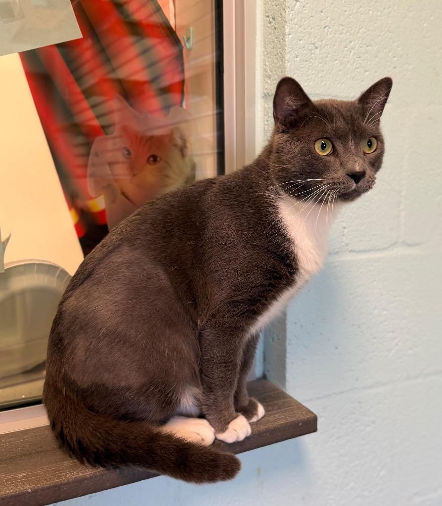 Pascal, Adoptable, Young Male Domestic Short Hair.