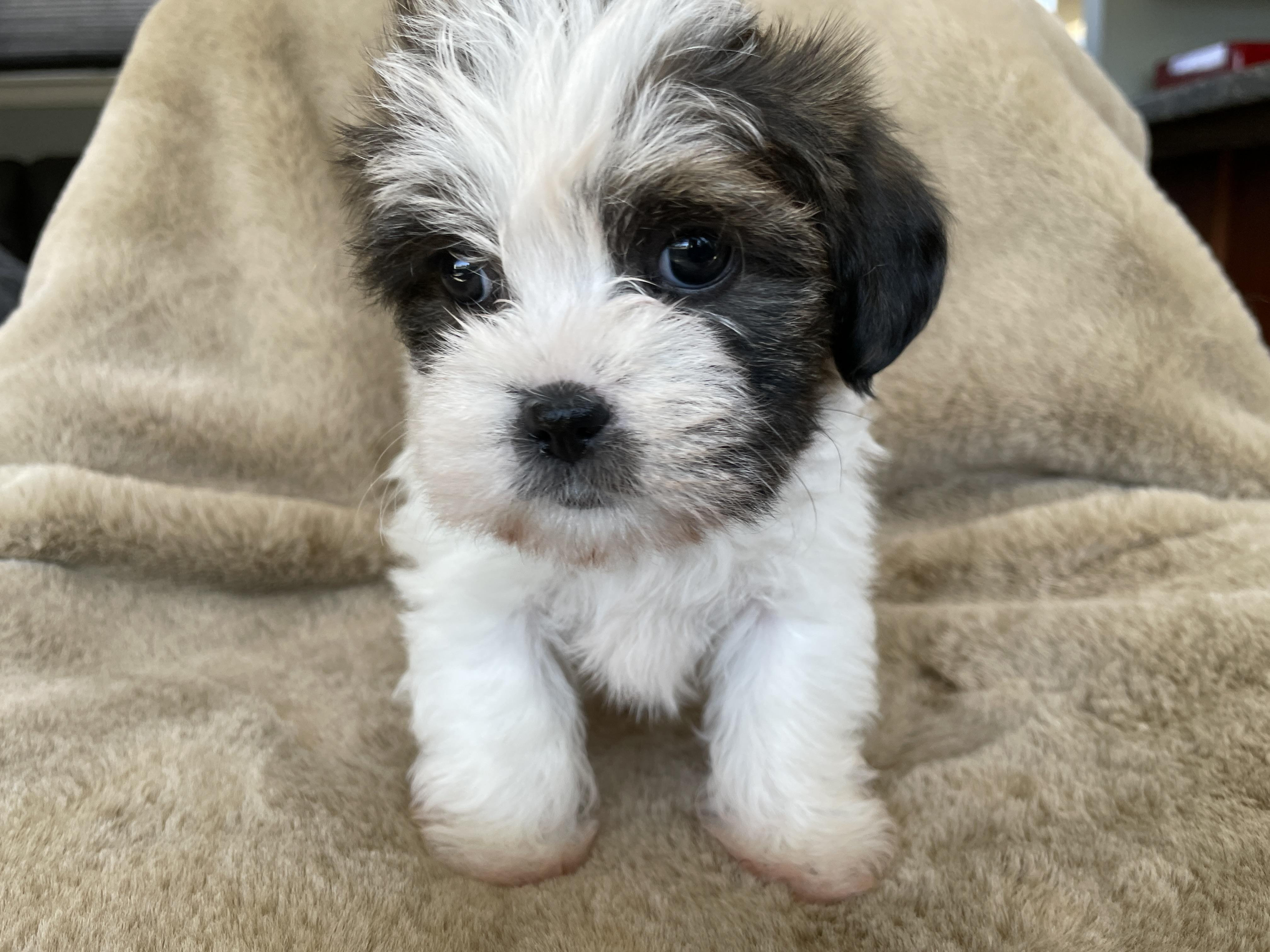 Enlarge Sprinkle Pudding, a Adoptable Shih Tzu in Andover, MA image 3/5