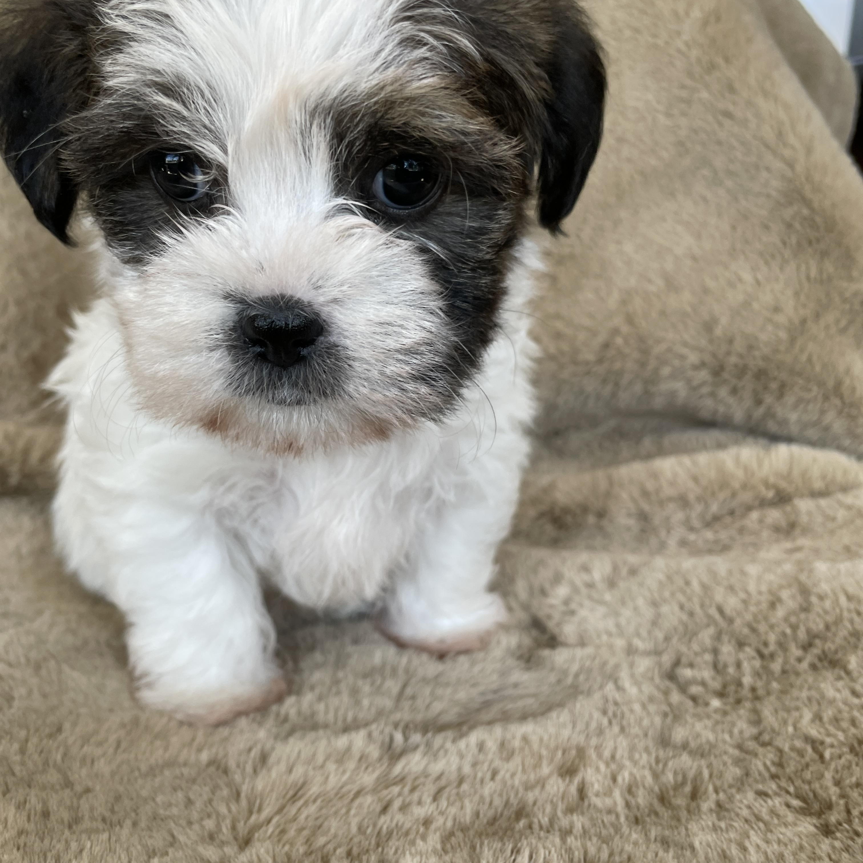 Enlarge Sprinkle Pudding, a Adoptable Shih Tzu in Andover, MA image 4/5