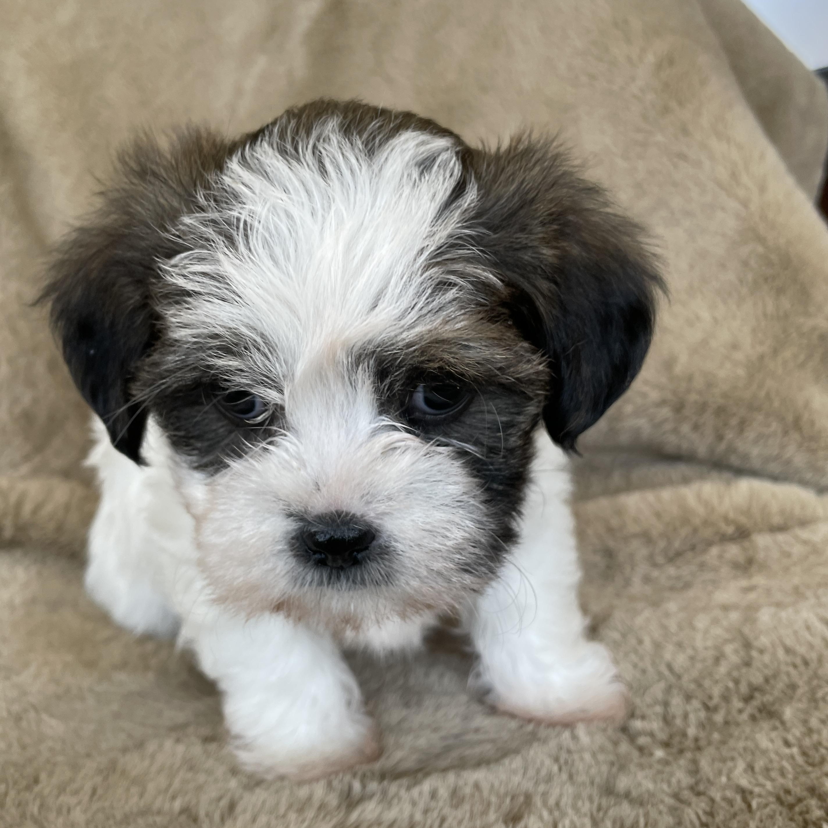 Enlarge Sprinkle Pudding, a Adoptable Shih Tzu in Andover, MA image 1/5