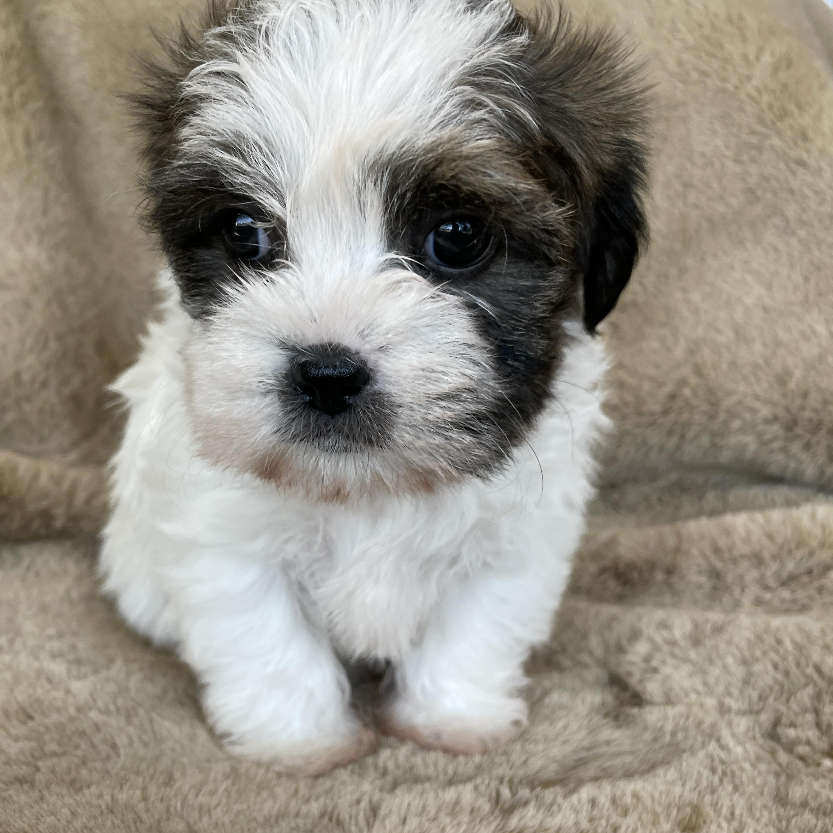 Enlarge Sprinkle Pudding, a Adoptable Shih Tzu in Andover, MA image 5/5