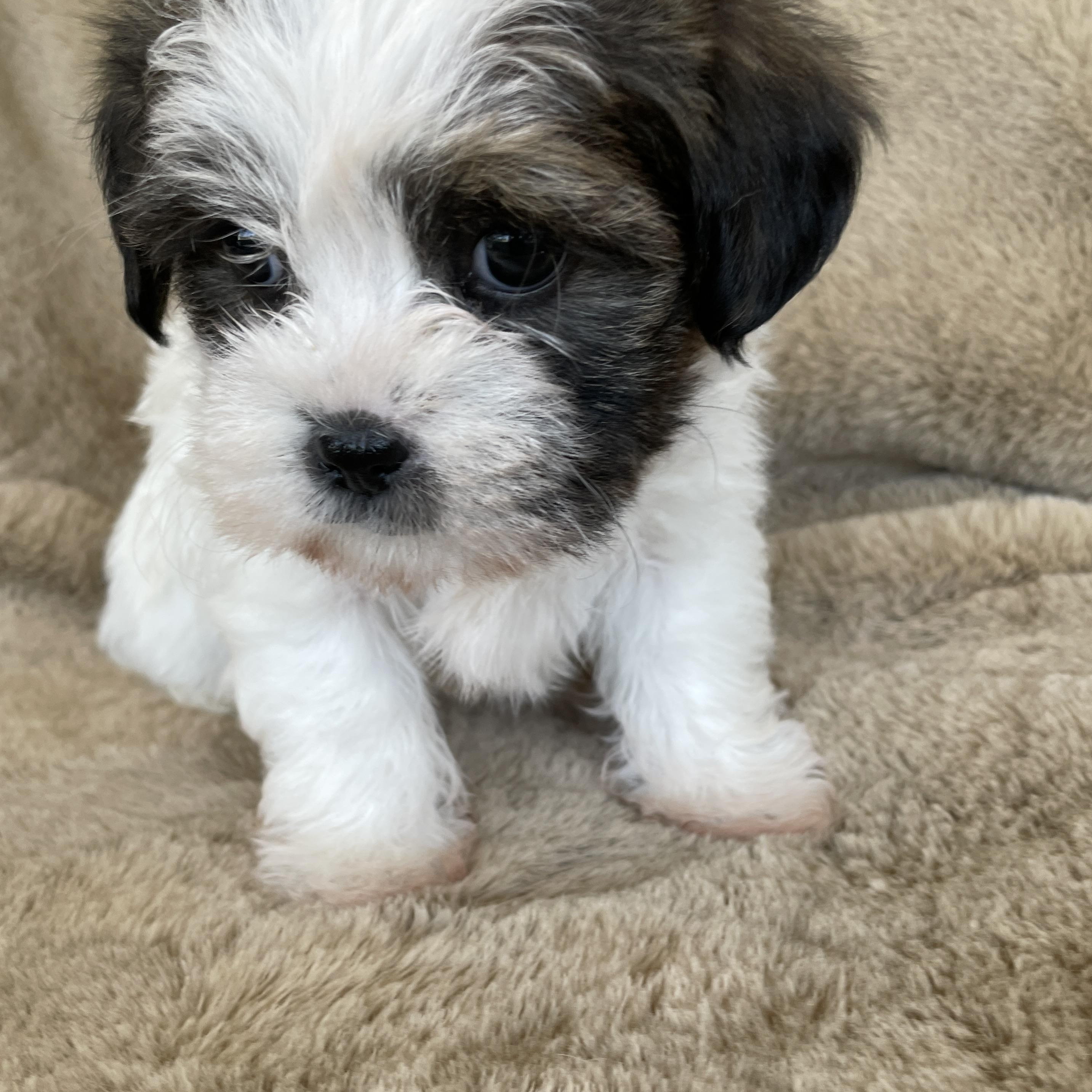 Enlarge Sprinkle Pudding, a Adoptable Shih Tzu in Andover, MA image 2/5