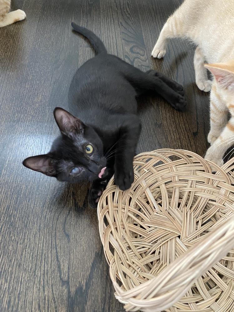 Scar, a Adopted Domestic Short Hair in Wheaton, IL image 2/4