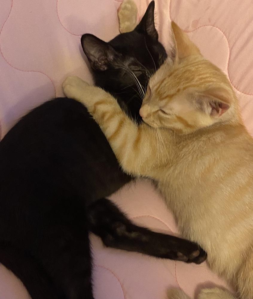 Scar, a Adopted Domestic Short Hair in Wheaton, IL image 3/4