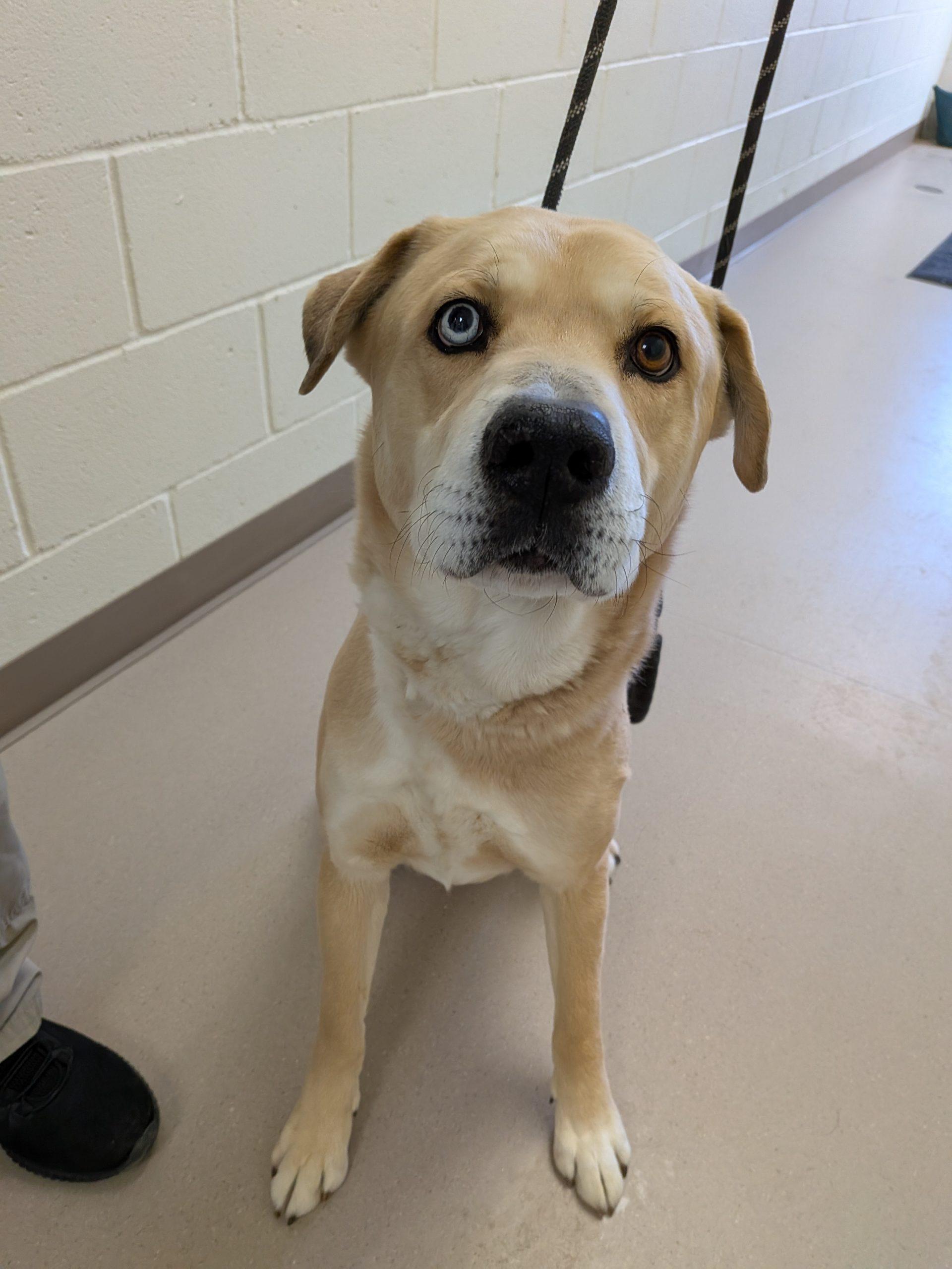 Enlarge Link, a Adoptable mixed breed in Grand Junction, CO image 1/1