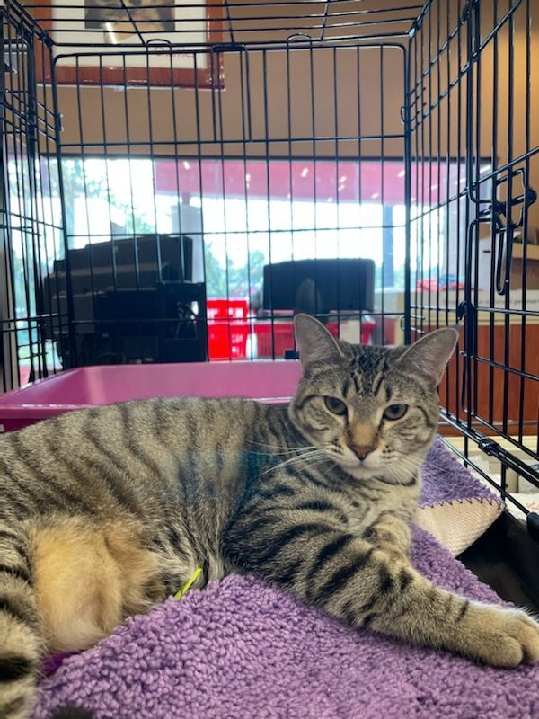 Hailey, Adoptable, Adult Female American Shorthair & Bengal.