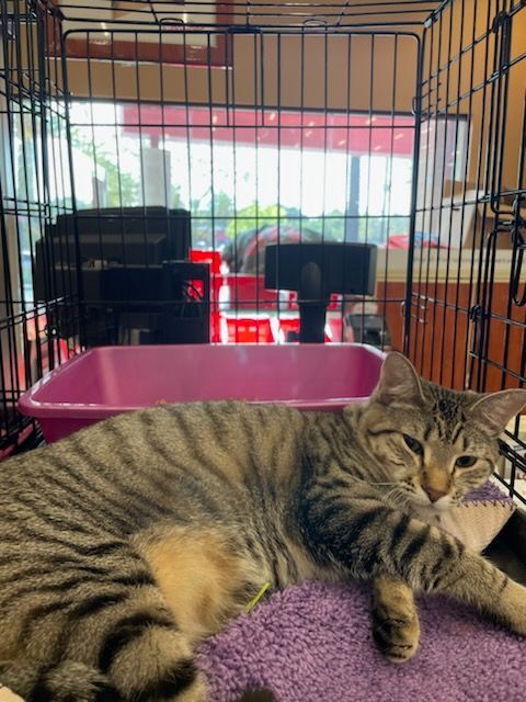 Hailey, Adoptable, Adult Female American Shorthair & Bengal.