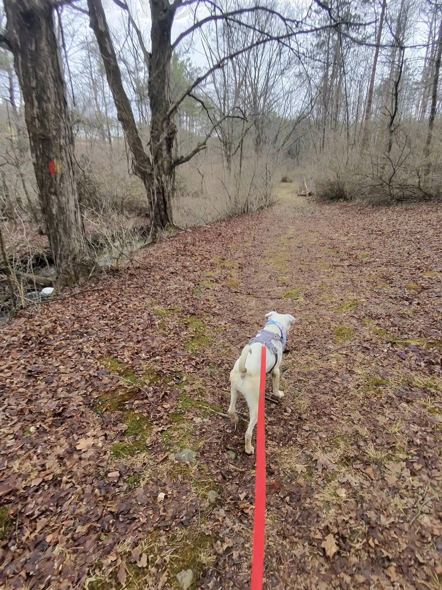 Enlarge Beatrice , a ADOPTABLE mixed breed in Elmira, NY image 6/6
