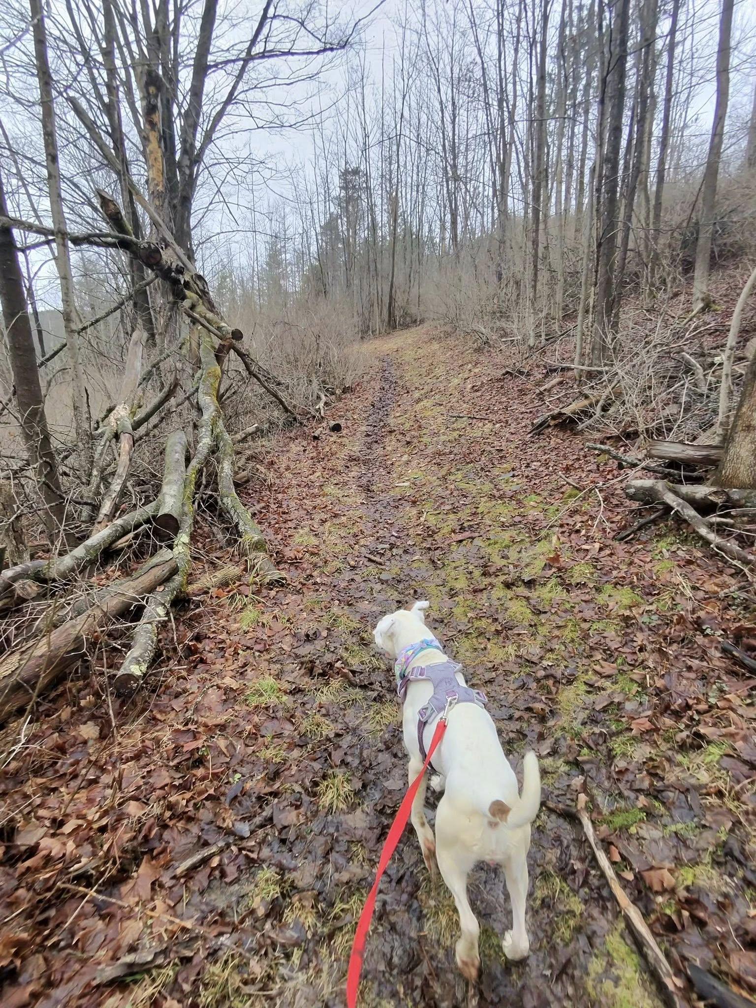 Enlarge Beatrice , a ADOPTABLE mixed breed in Elmira, NY image 5/6