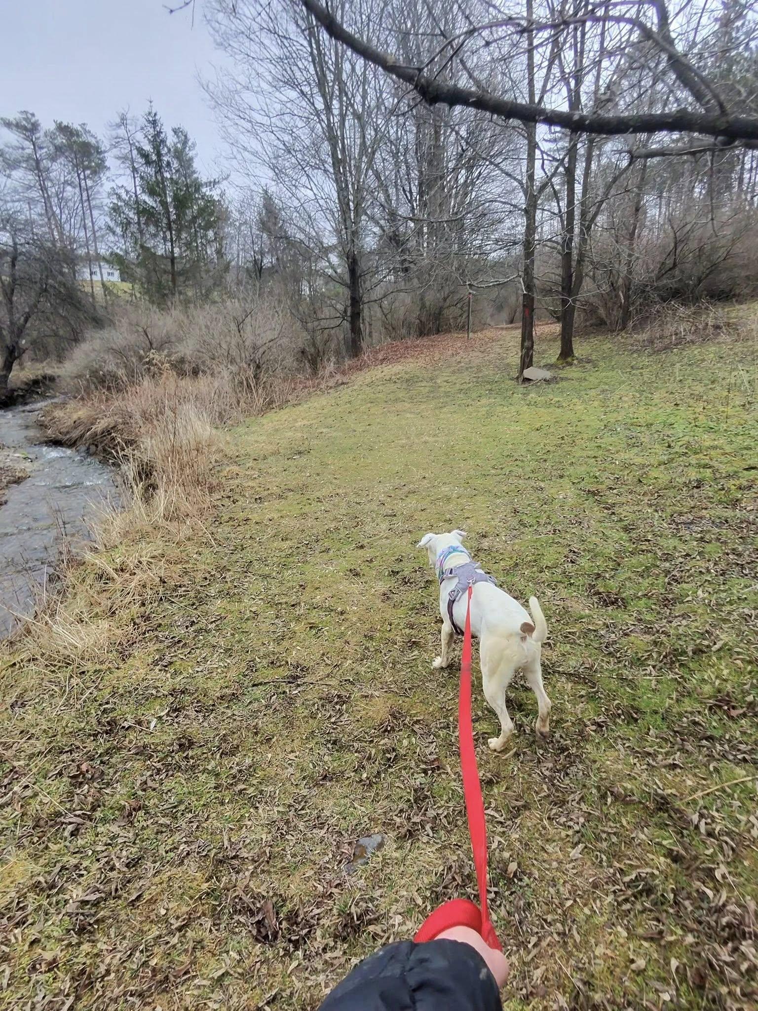 Enlarge Beatrice , a ADOPTABLE mixed breed in Elmira, NY image 4/6