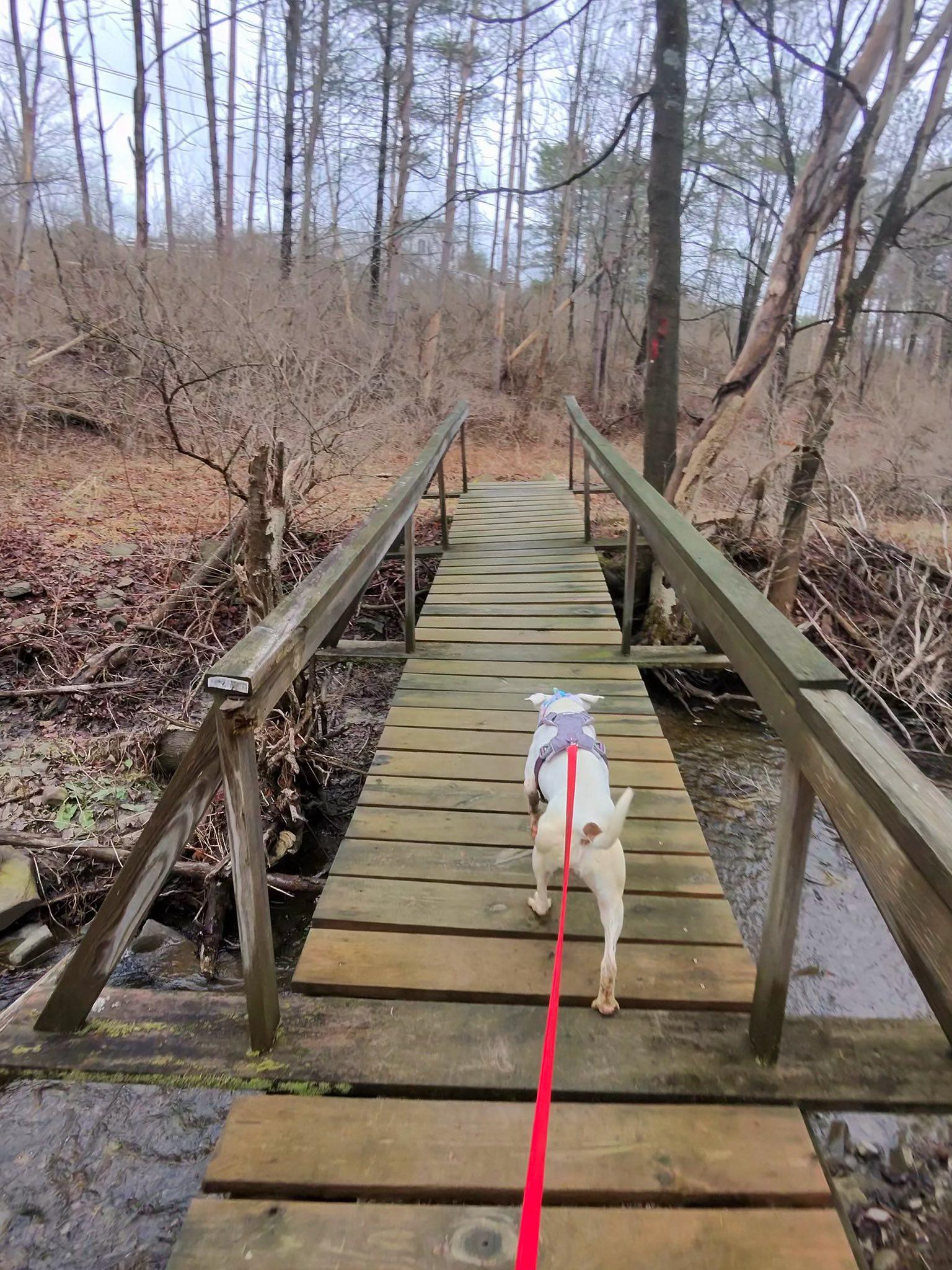 Enlarge Beatrice , a ADOPTABLE mixed breed in Elmira, NY image 2/6