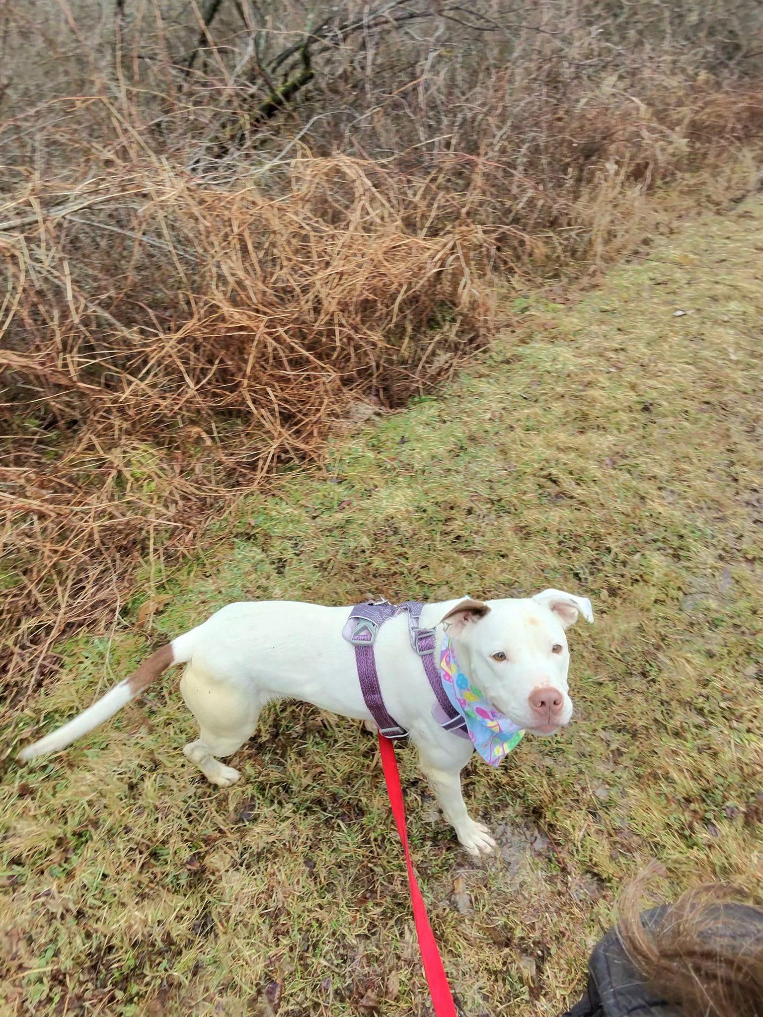 Beatrice , ADOPTABLE, Adult Female Pit Bull Terrier & Hound.