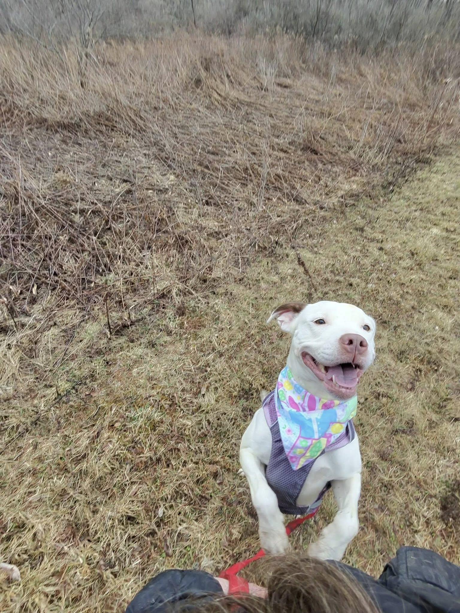 Enlarge Beatrice , a ADOPTABLE mixed breed in Elmira, NY image 3/6