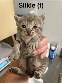 Enlarge Silkie, a Adoptable Domestic Short Hair in Saugerties, NY image 1/1