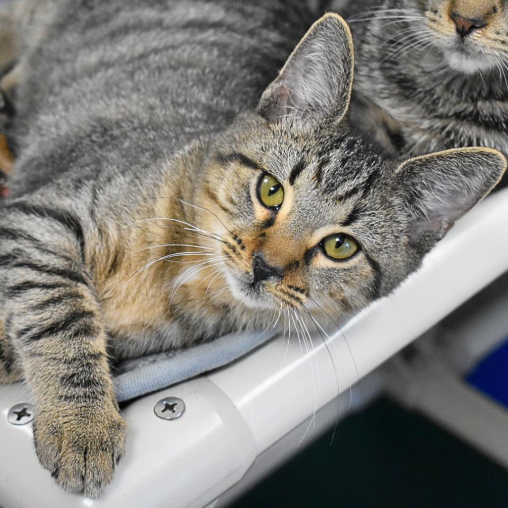 Pandy, Adoptable, Kitten Female Domestic Short Hair.